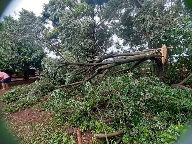 Chuva e ventos derrubam árvores e causam destelhamentos em Mercedes