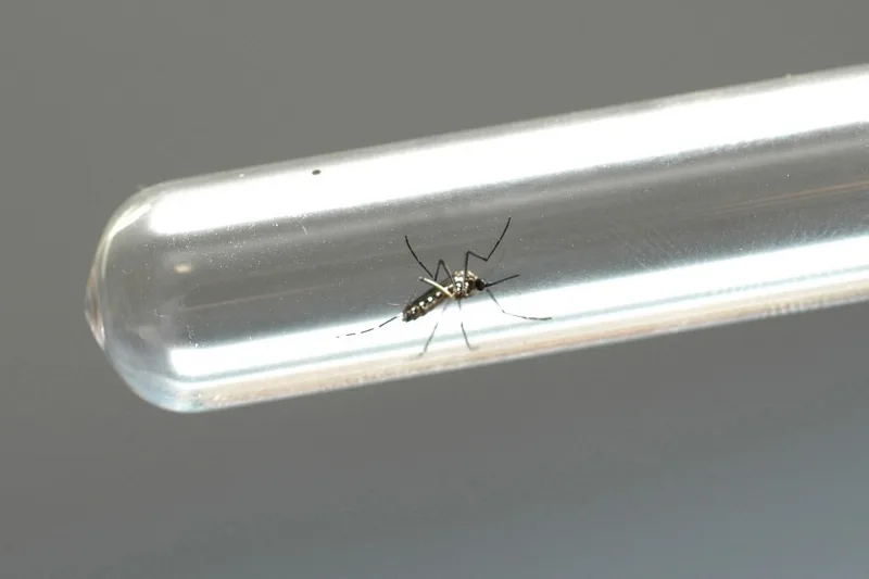 Saúde de Mercedes emite alerta sobre casos de chikungunya na região