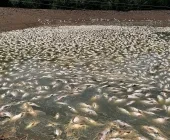 Produtor rural de Nova Santa Rosa sofre prejuízo de 25 toneladas de peixes