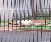 Homem é encontrado morto em rua de Palotina