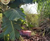 Polícia Civil de Guaíra apreende drogas após denúncia