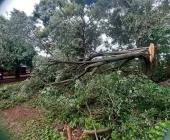 Chuva e ventos derrubam árvores e causam destelhamentos em Mercedes