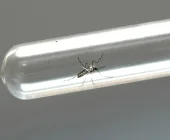 Saúde de Mercedes emite alerta sobre casos de chikungunya na região