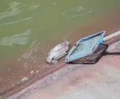 Mortandade de peixes no Lago Municipal de Guaíra mobiliza prefeitura