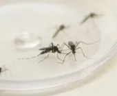 Mercedes registra dois casos confirmados de Chikungunya; mais dez estão em análise