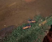 Homem é encontrado morto a pedradas em mata de Toledo