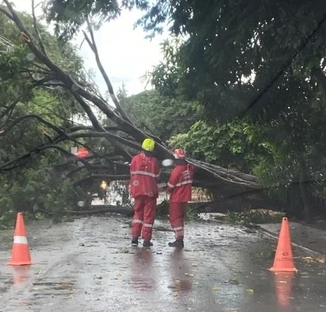 Vendaval derruba árvores e ruas ficam interditadas em Palotina