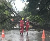 Vendaval derruba árvores e ruas ficam interditadas em Palotina
