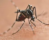 Mercedes registra novo aumento de casos de Chikungunya