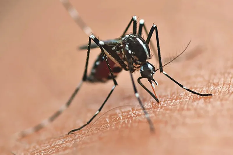 Mesmo com ações de combate, Chikungunya segue avançando em Mercedes