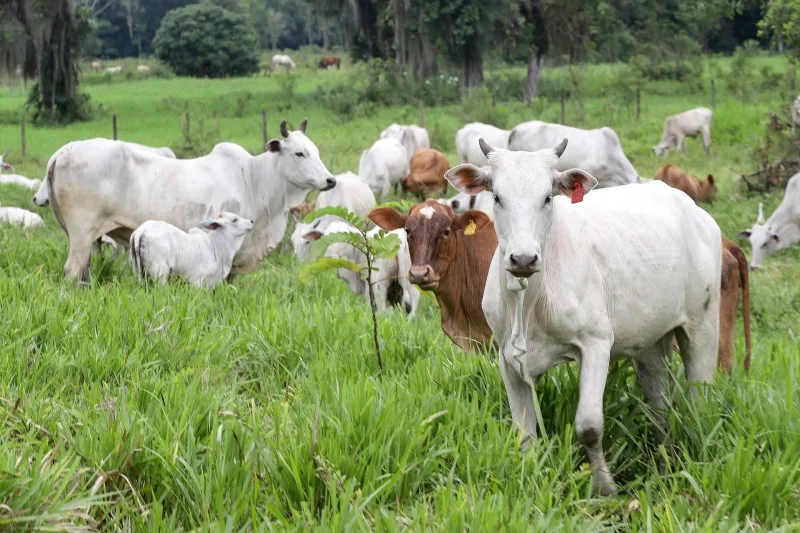 Produtores de Mercedes devem atualizar dados dos rebanhos de animais