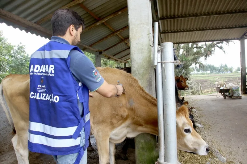 Inscrições abertas para vacinação contra brucelose: pecuaristas de Mercedes contam com incentivo financeiro