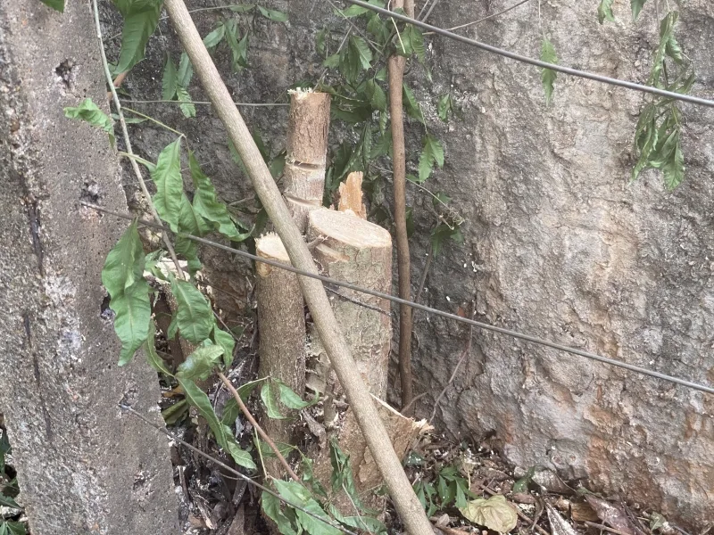 Poda não autorizada de plantas medicinais é feita na Pastoral da Saúde de Mercedes