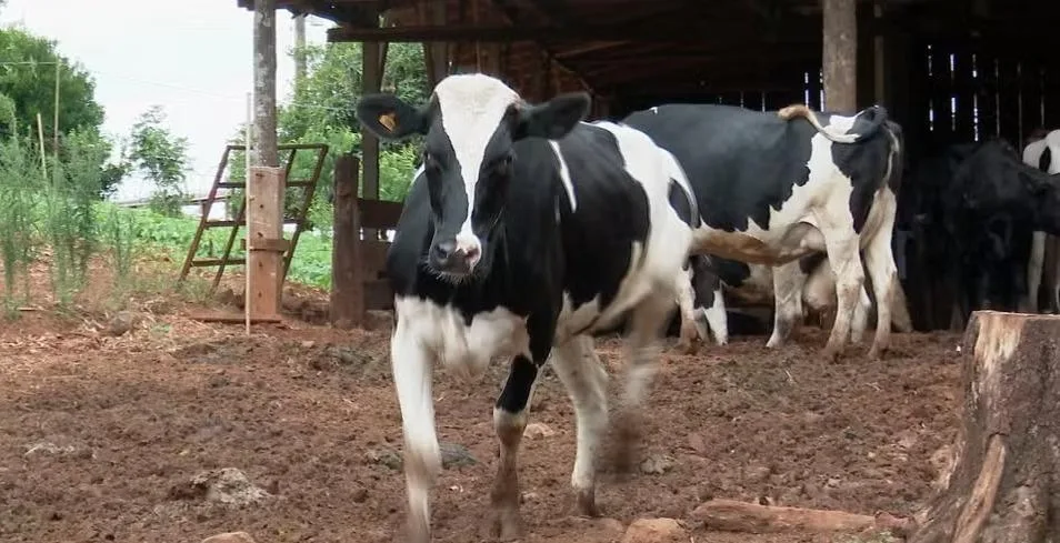 Confirmado segundo caso de raiva bovina em Porto Mendes, interior de Marechal Rondon