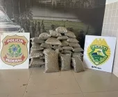 PF e BPFRON localizam skunk próximo à córrego, em Guaíra