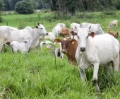 Produtores de Mercedes devem atualizar dados dos rebanhos de animais