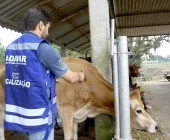 Inscrições abertas para vacinação contra brucelose: pecuaristas de Mercedes contam com incentivo financeiro
