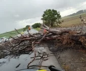 Árvore cai na BR-163 em Mercedes durante forte chuva