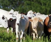 Adapar confirma morte por Raiva Bovina em propriedade rural de Porto Mendes