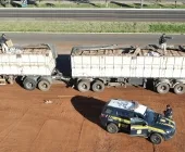 Bitrem carregado com cigarros é apreendido na BR-163 entre Mercedes e Bela Vista - Guaíra