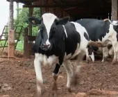 Confirmado segundo caso de raiva bovina em Porto Mendes, interior de Marechal Rondon