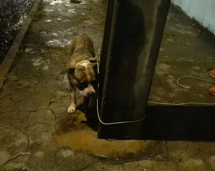Homem sofre ferimentos graves após ataque de pitbull na região