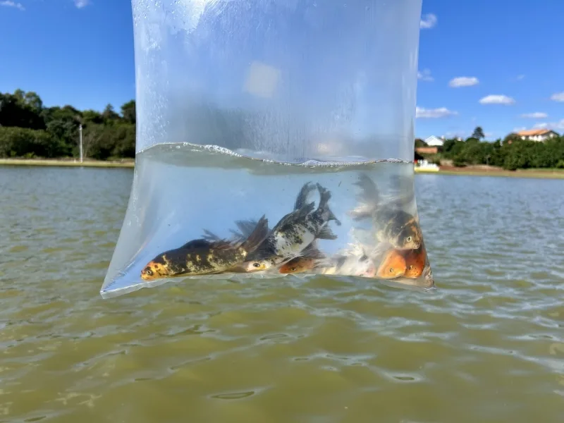 Mais vida no Lago Municipal: Mercedes faz nova soltura de peixes