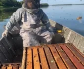 Apicultores de Guaíra buscam reconhecimento e qualificação do mel produzido na Ilha Grande