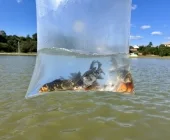 Mais vida no Lago Municipal: Mercedes faz nova soltura de peixes