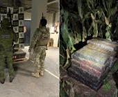 Polícia acha 254 kg de maconha em milharal após seguir rastro de pneu em Guaíra