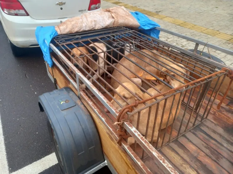 Cães transportados em reboque fechado são resgatados pela PM em Toledo