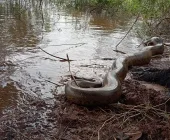 Sucuri capturada na área urbana de Guaíra é devolvida à natureza