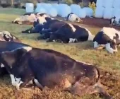 32 vacas morrem eletrocutadas no interior de Marechal Rondon; Veja o vídeo