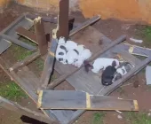 Criança de 03 anos fica ferida após ataque de Pitbull em Toledo