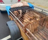 Cães transportados em reboque fechado são resgatados pela PM em Toledo