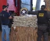 Receita Federal de Mundo Novo realiza maior apreensão de droga do ano