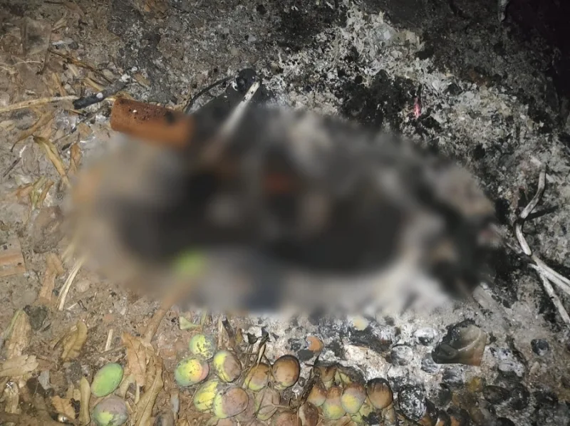 Polícia Civil indicia homem por matar cão queimado na região