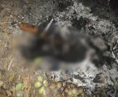 Polícia Civil indicia homem por matar cão queimado na região
