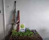 Homem é preso com plantação de maconha e armas em Toledo
