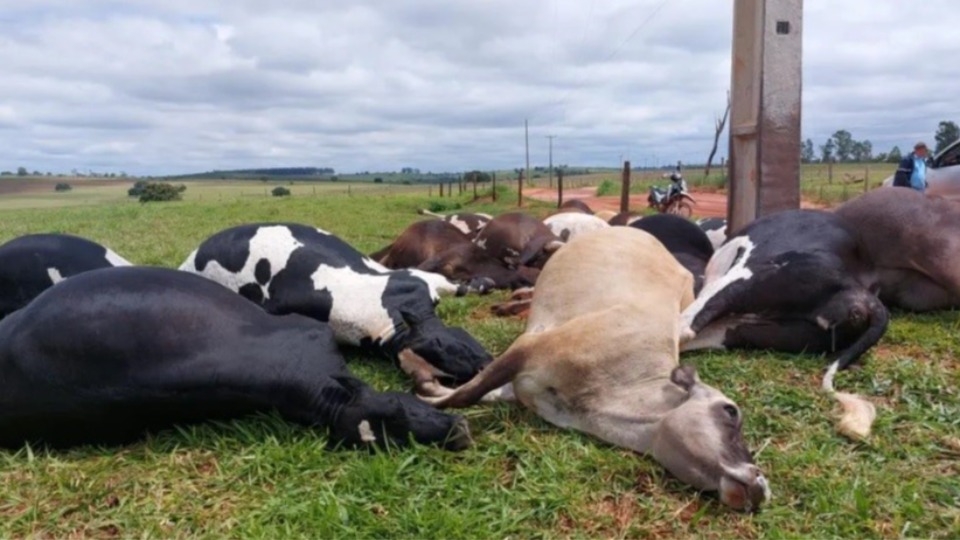 Descarga elétrica causa morte de 19 vacas em propriedade rural de Altônia
