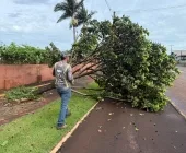 Temporal em Mercedes derruba árvores e causa destelhamentos
