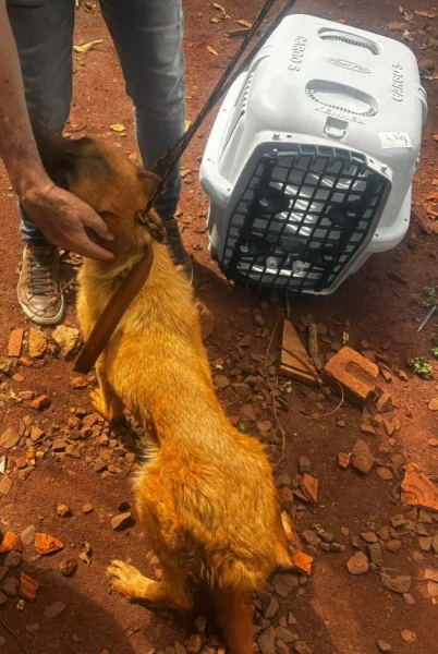 PM resgata cães em situação de maus-tratos e apreende arma no interior de Guaíra