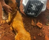 PM resgata cães em situação de maus-tratos e apreende arma no interior de Guaíra