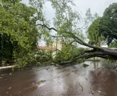Vento e chuva fortes atingem Guaíra e derrubam árvores
