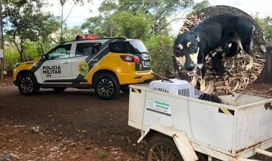 PM de Guaíra atende ocorrência de maus-tratos a animais
