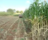 Prefeitura de Mercedes cria incentivos à produção de silagem e à piscicultura