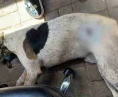 Cão comunitário é morto a tiro em Toledo