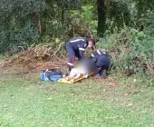 Idoso de 83 anos morre após ser brutalmente espancado em tentativa de assalto em Toledo