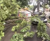 Árvore quebra e cai sobre carro em Guaíra