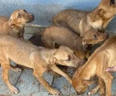 Duas mulheres são presas por maus-tratos a animais em Toledo; uma delas trabalhava em clínica veterinária